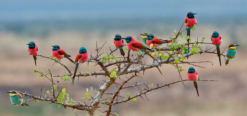 Mkomazi Birds Species