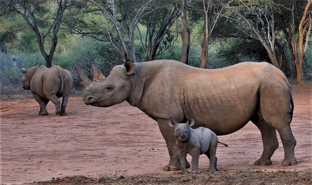 Mkomazi Rhino Safari