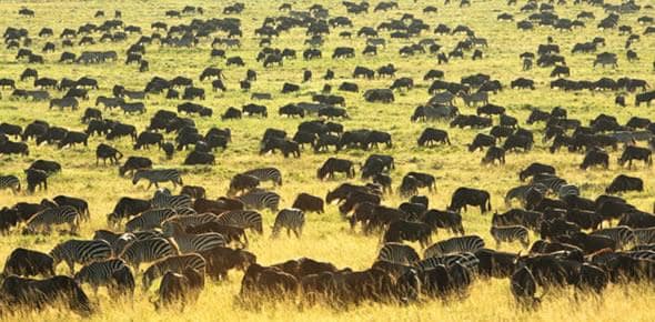 3 days African Safari Serengeti