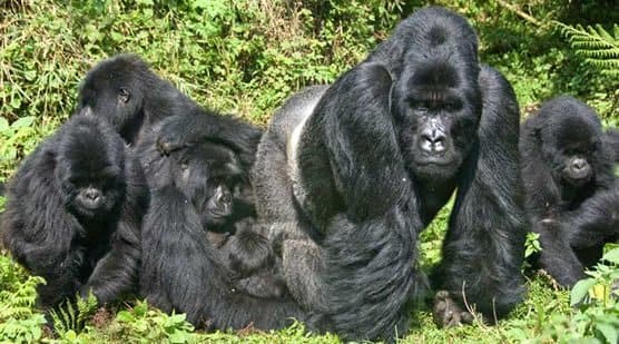 3 Day Gorilla Trekking Rwanda and Visit Dian Fossey Tombs
