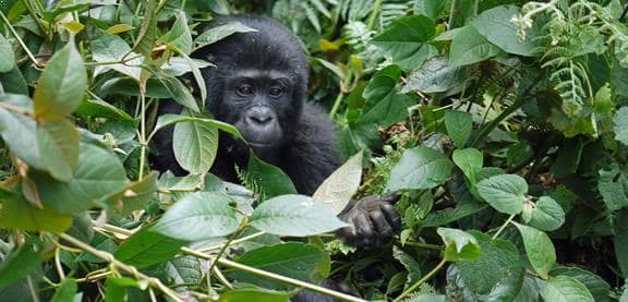 2 Days Budget Gorilla Trekking Rwanda