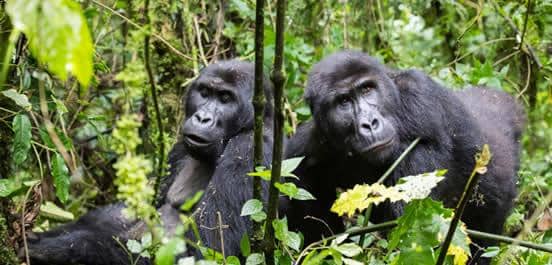 3 days Rwanda Gorilla Tracking Safari