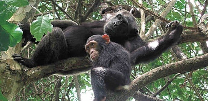 Chimps Trekking Gombe