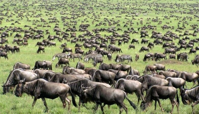 Great Migration Ngorongoro