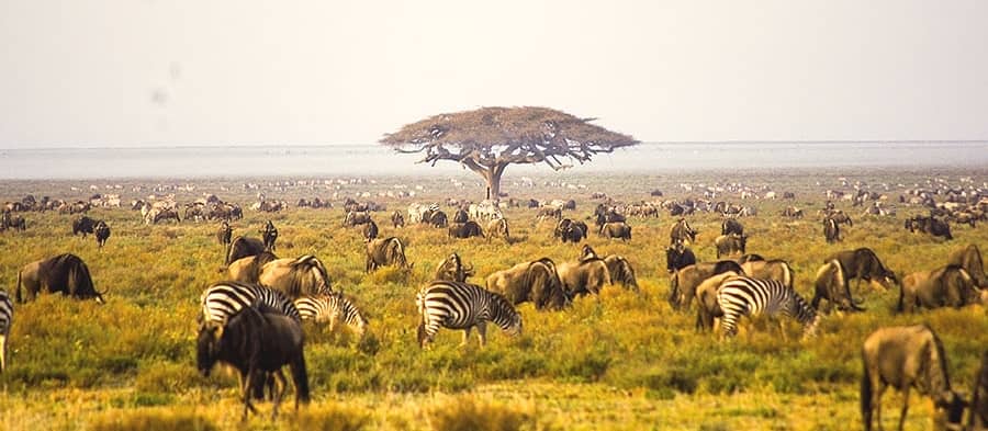 Serengeti Plains Tanzania