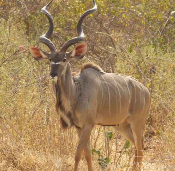 Ruaha Greater Kudu