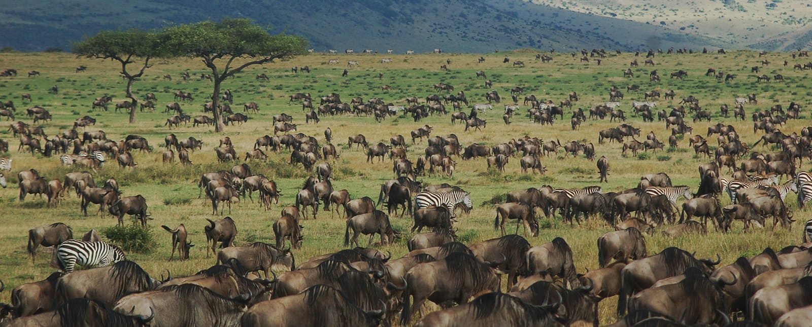 Ndutu Safari Ngorongoro