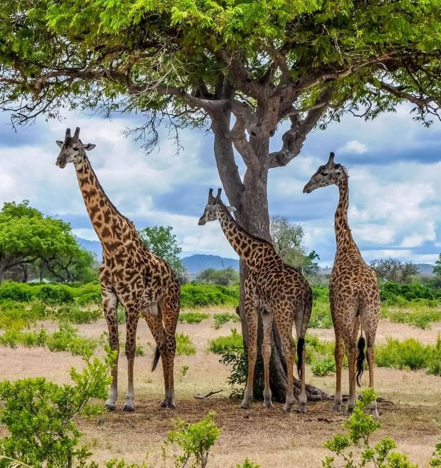 Tanzania Masai Giraffe
