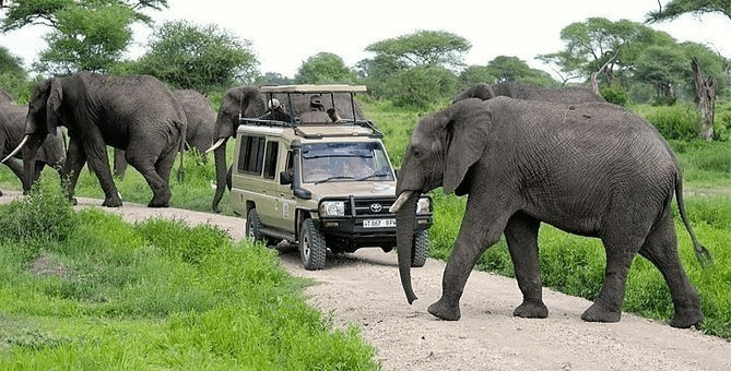 Tanzania Budget Safari
