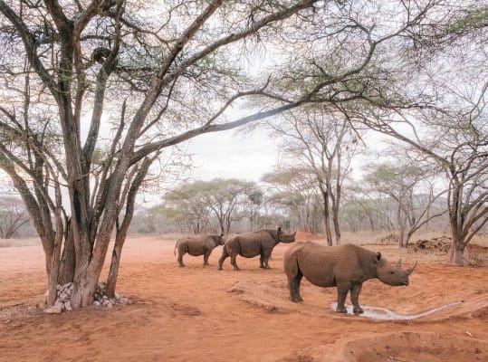 2 Days Mkomazi Safari & Rhino Sanctuary Tour