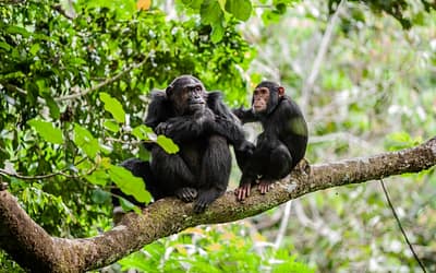 Chimpanzee trekking Gombe, primate tours tracking ecotourism – Kili  Tanzanite Safaris