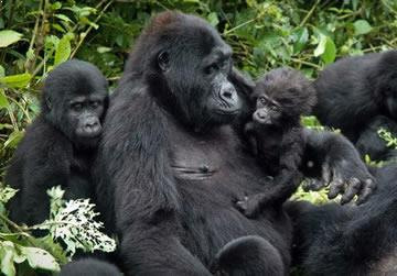 4 days Gorilla Tracking Uganda at Bwindi