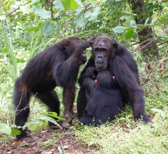 Chimpanzee Safari Gombe