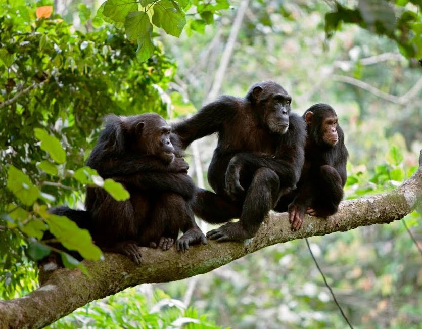 Chimpanzee Safari Tanzania
